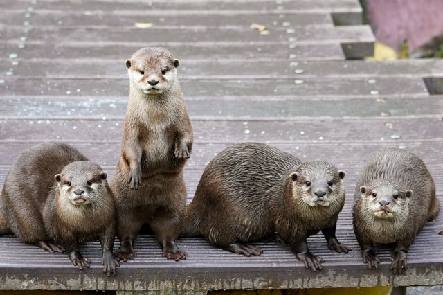 four otters on a wooden platform